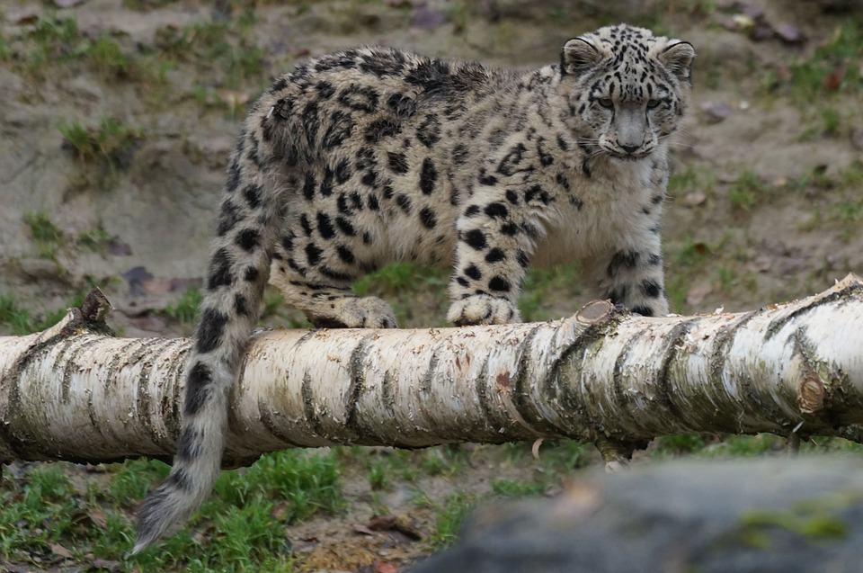 snow-leopard-860247_960_720