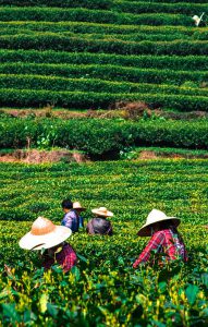 Det jobbes hardt på teplantasjen i Hangzhou.