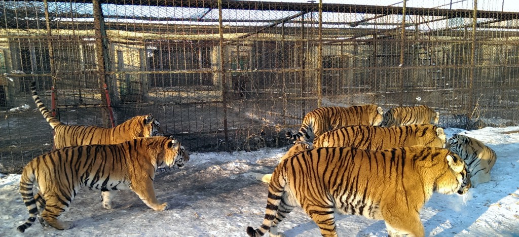 Man kan komme tett på tigerne i Harbin. Foto: Reisetilkina.com